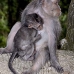 monkey_macaque_balinese_mf_ubud_v_0174_bal0174.jpg